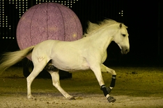 Apassionata